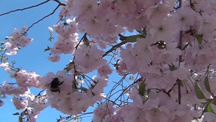 Bee in the flowers garden. Harwesting nectar. Bumblebee in the flowers.