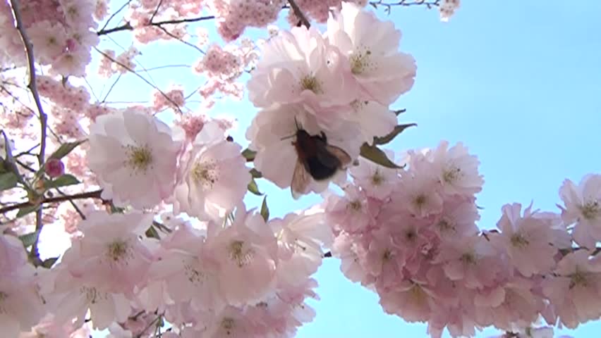 Bee in the flowers garden. Harvesting nectar. Bumblebee in the flowers.