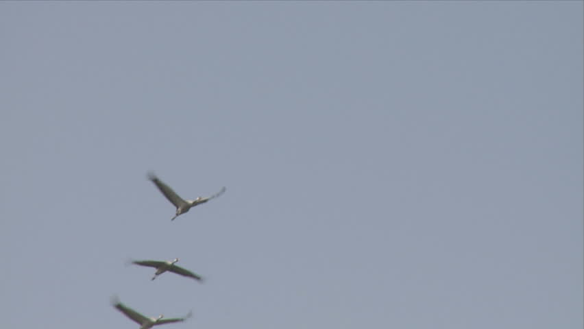  Cranes above the Hula valley, Upper Galilee in Israel