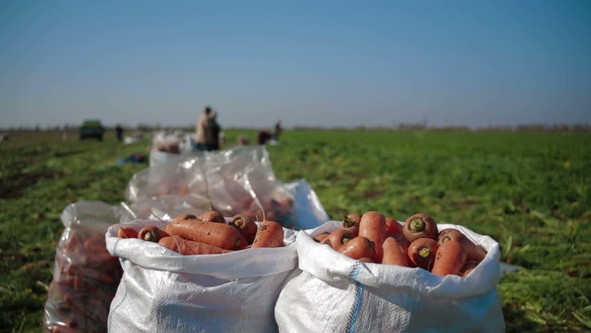 Dolly shot of sacks full of carrots and workers on the field background.