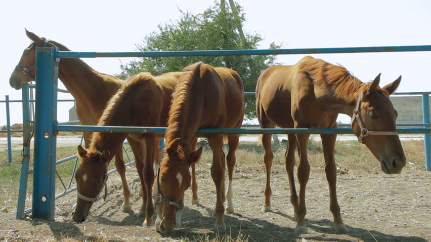 Four young horses are eating in the paddock. Then one walks away.