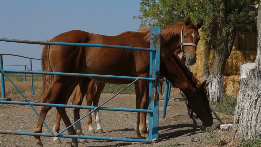 Three young stallions are standing in paddock.