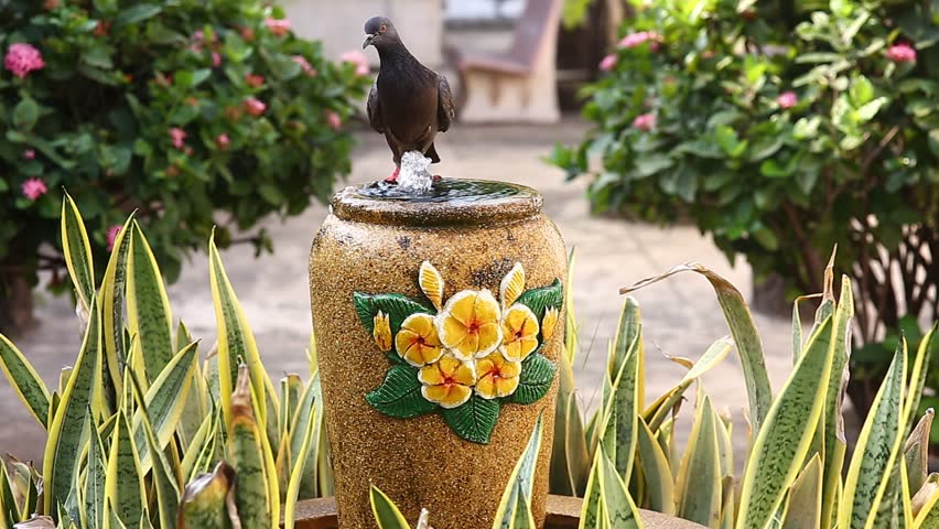 bird in a fountain