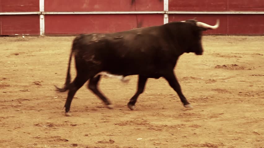 Powerful spanish bull, bullfight arena