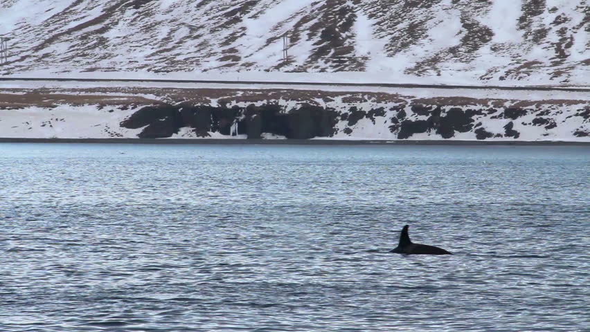 Orcas (Killer Whales) in a mountain surrounded fjord of western Iceland