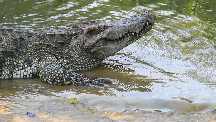 crocodile  with open mouth