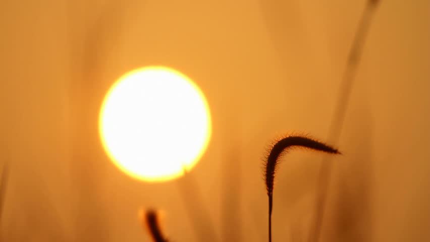 Golden hour sunrise with swaying grass silhouette in foreground