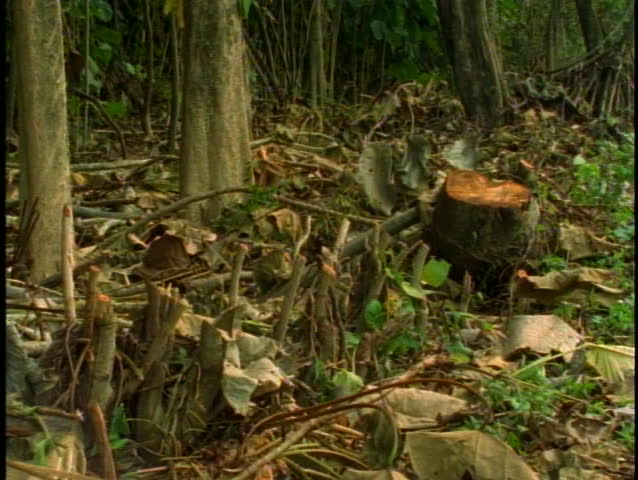 Deforesting rain forest, felled trees