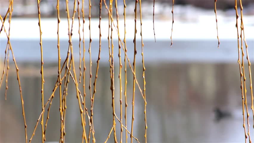 Fresh young catkins willow in spring,willow in early spring
