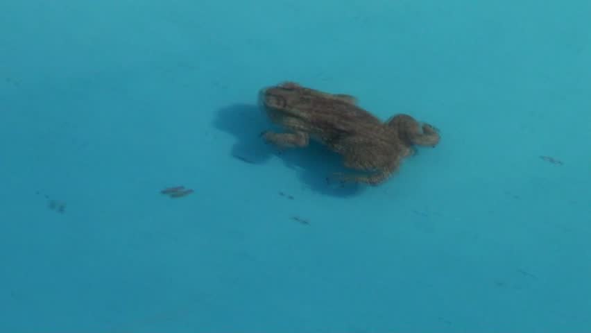 Frog and Water: A frog swims in the cool waters of a pond in Kishkindha Moolika Bonsai Garden in Mysore city, India. Set among serene environs of Sri Ganapathy Sachchidananda Swamiji's Ashrama.