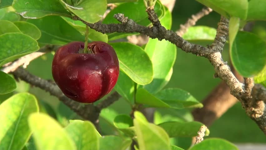 Bonsai Fruit: A fruit sways in Kishkindha Moolika Bonsai Garden in Mysore city, India. Set among serene environs of Sri Ganapathy Sachchidananda Swamiji's Ashrama.