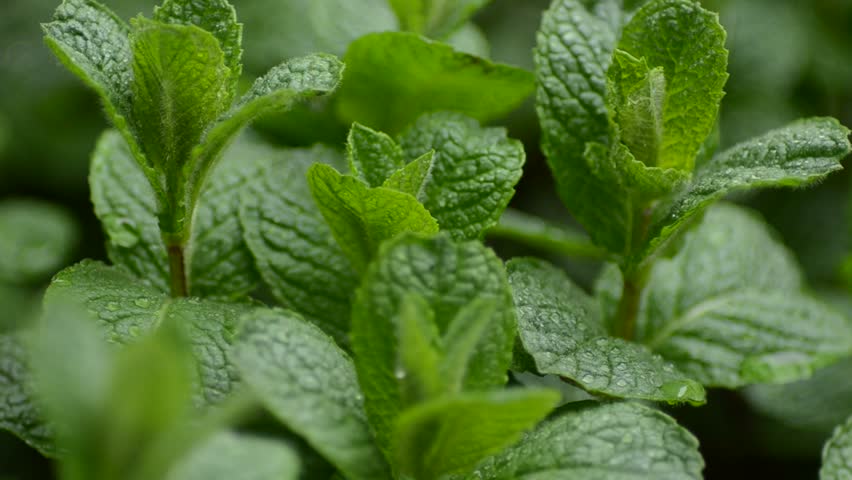 Mint plants in the rain