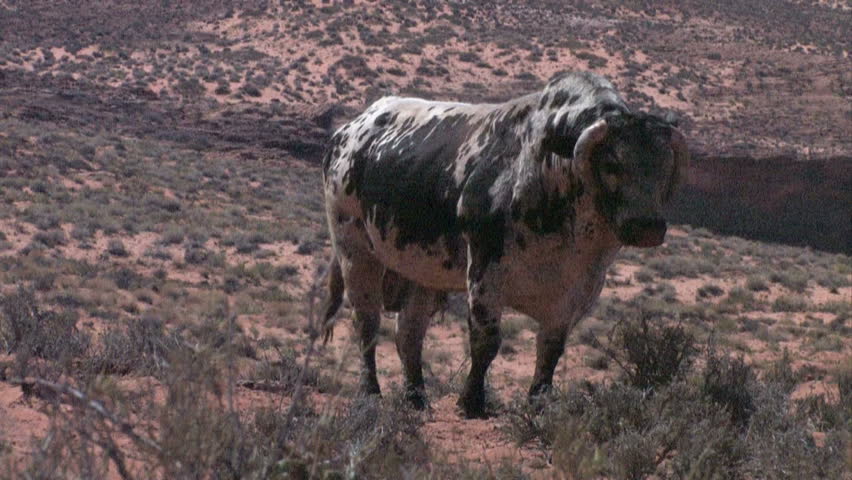 Black and white colored stud bull in the Arizona desert near Page. On the Navajo Indian Reservation. Dry, remote and desolate area for livestock and farm animals. Horns curl down in front of face.