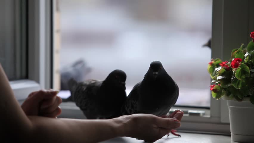 tame pigeons  