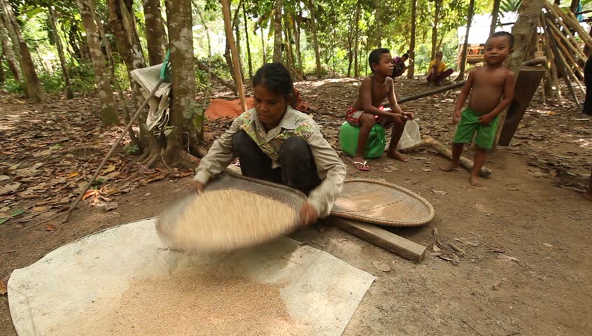 BERDUT, MALAYSIA - APR 8: Orang Asli (Jah Hut) - the aborigines of Malaysia thresh rice to remove chaff on Apr 8, 2013 in Berdut, Malaysia.
