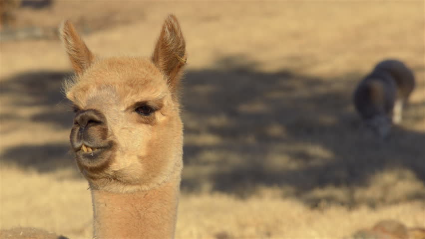 An alpaca looking around, while guarding a flock of sheep on an Australian farm.