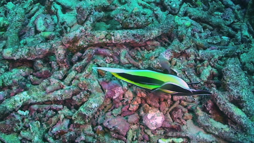 Moorish idol, Zanclus cornutus, Papua New Guinea, Milne Bay 