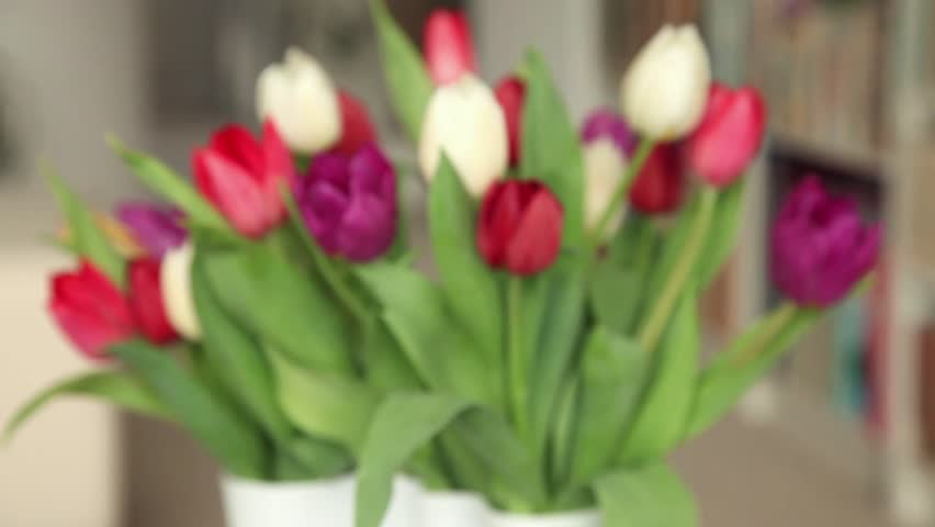 Colorful tulips in white vase standing on table in living room. Starting and ending blurred. (No audio).