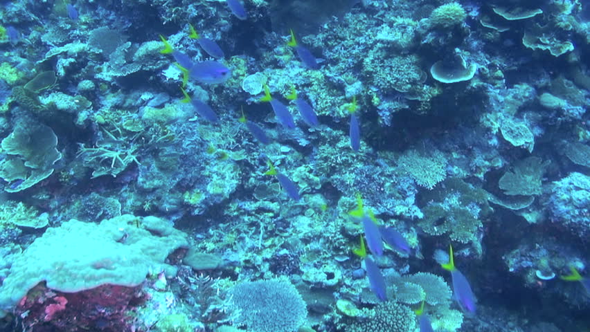 Blue and Yellow Fusilier, Caesio teres, Papua New Guinea, Milne Bay
