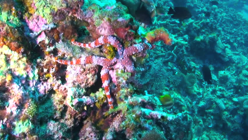 Nardoa frianti, Sea star, Papua New Guinea, Milne Bay, Papua New Guinea, Milne Bay 