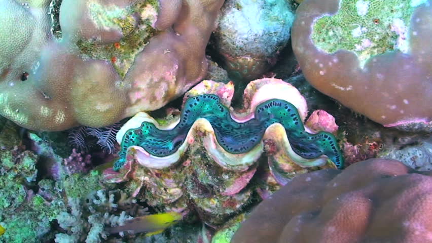 Clam, Tridacna species, Papua New Guinea, Milne Bay 