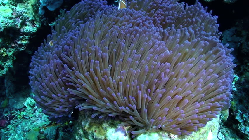 Pink skunk clownfish aka pink anemonefish, Amphiprion perideraion and Sea Anemone, Papua New Guinea, Milne Bay 