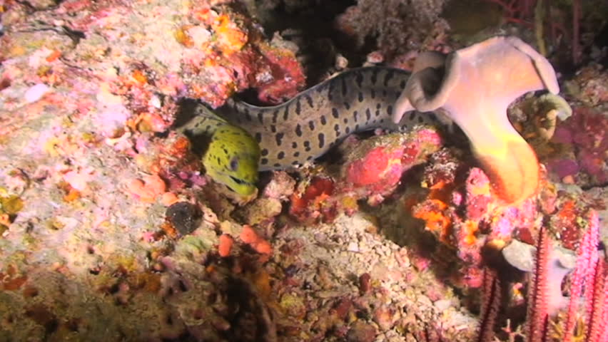 Fimbriated Moray eel, Gymnothorax fimbritus, Papua New Guinea, Milne Bay  