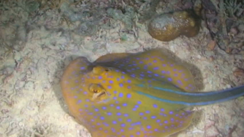 Blue-spotted Ray, Taeniura lymma, Papua New Guinea, Milne Bay
