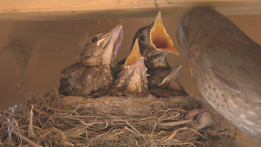Thrush birds nest with chicks. Adult Thrush flies in feeds chicks and flies away. Autumn/spring nature. Tyrol. Austria. Europe. Close up.