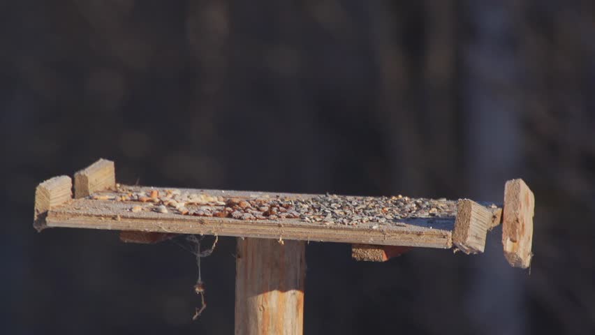 birds at the bird feeder