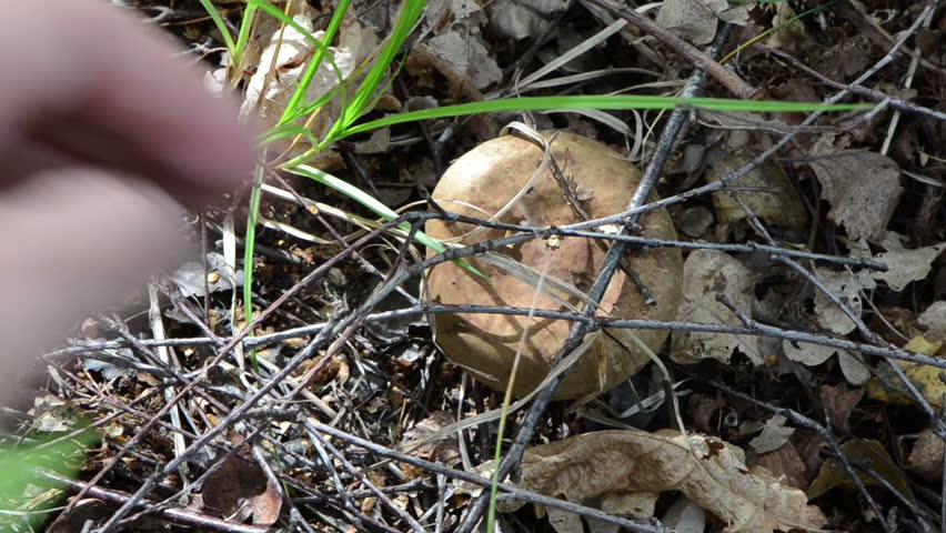 hand pick up milk cap lactarius deliciosus fungus mushroom grow in forest.