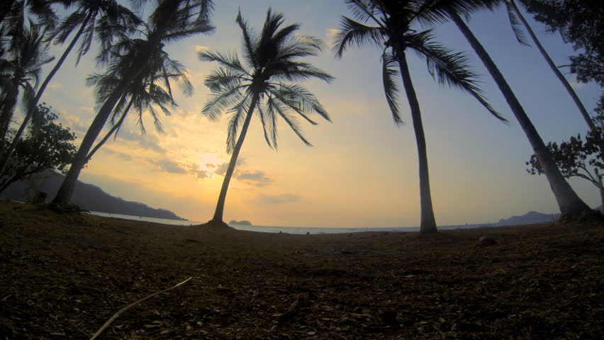 Costa Rica Palms Hermosa. Wide angle looking through palm trees out to the Pacific Ocean late afternoon from Hermosa Beach, Costa Rica.
