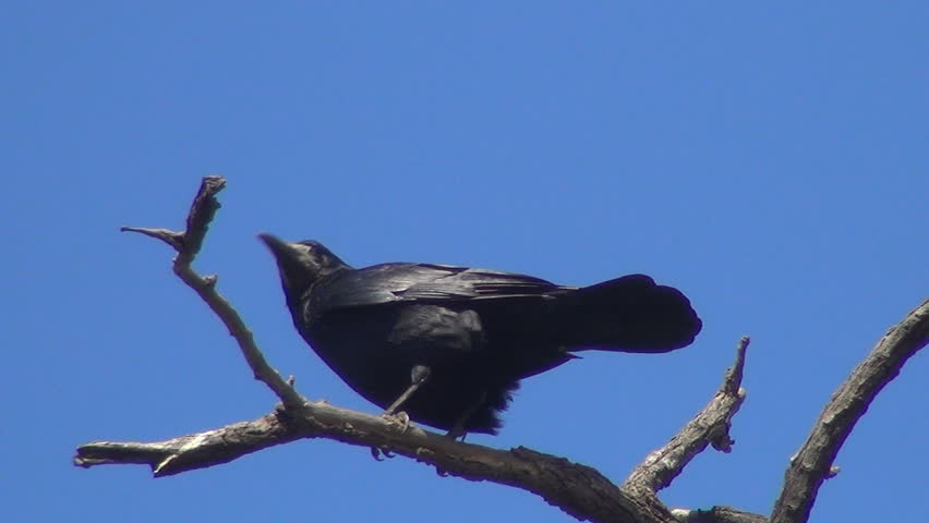 Isolated Crow Sitting on a Bare Branch, Raven on a Windy Day, Crows, Ravens