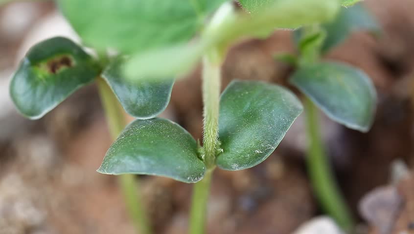 soybean sapling in the spring