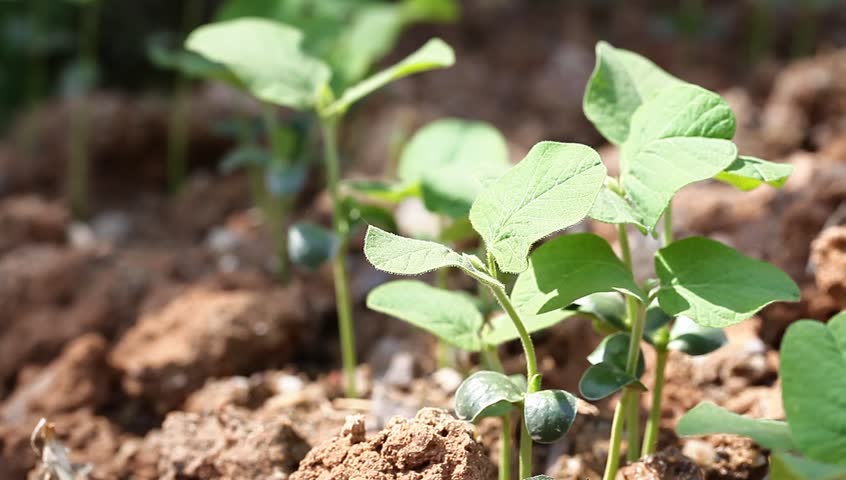 soybean sapling in the spring
