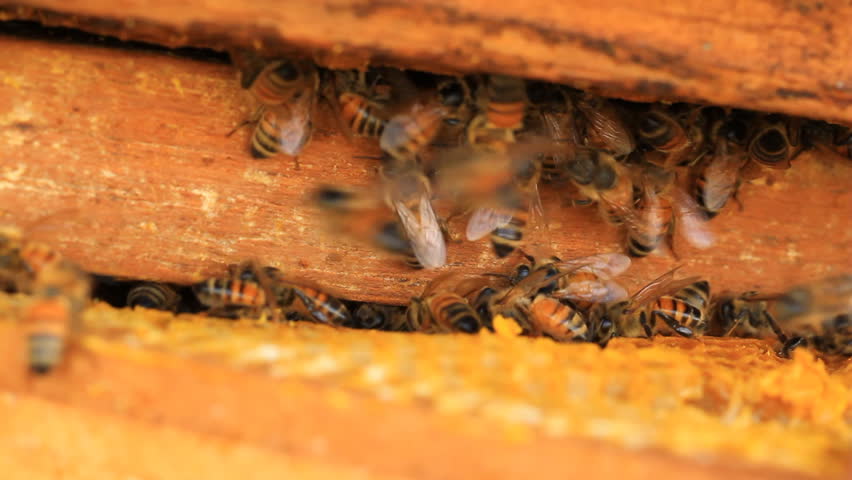 Working the bees on honeycomb at farm