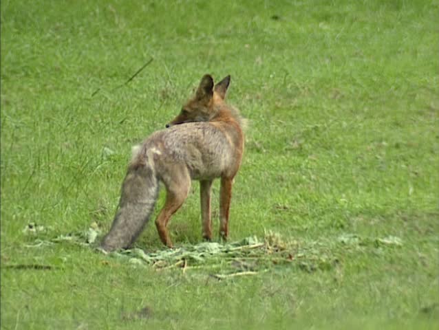 Red fox (vulpes vulpes) in field at Veluwe, The Netherlands. The tail of the red fox is longer than half the body length