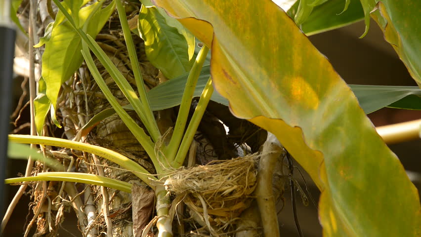 Babies red-whiskered feeding from mom on nest.
