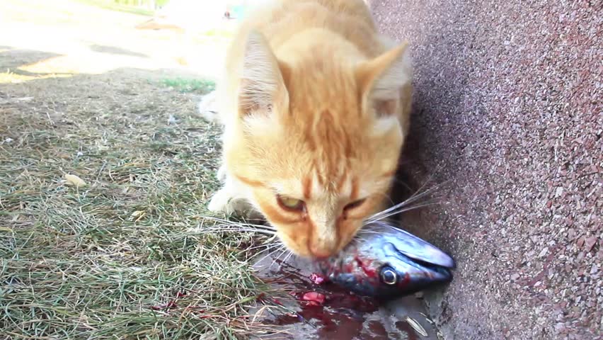 Cat and fish
