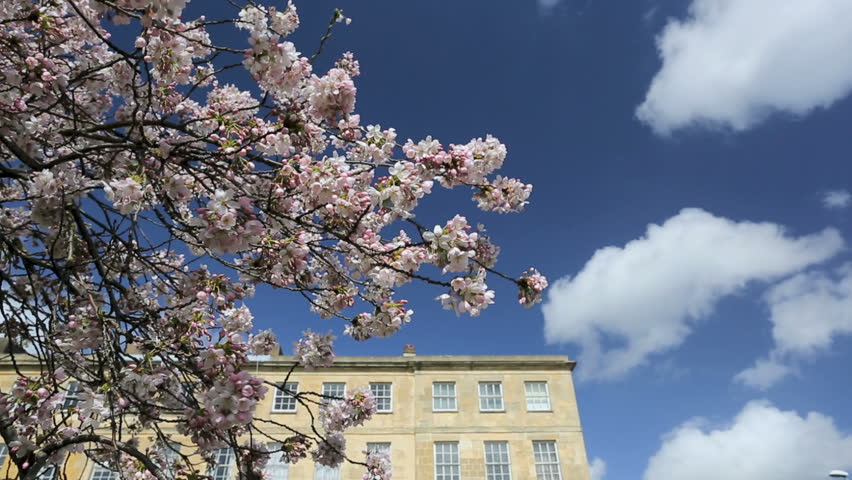 Cherry Blossom Blowing in the Wind