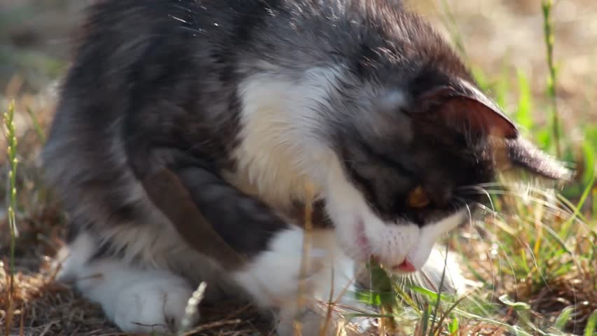 Locust in clawed paws of young cat