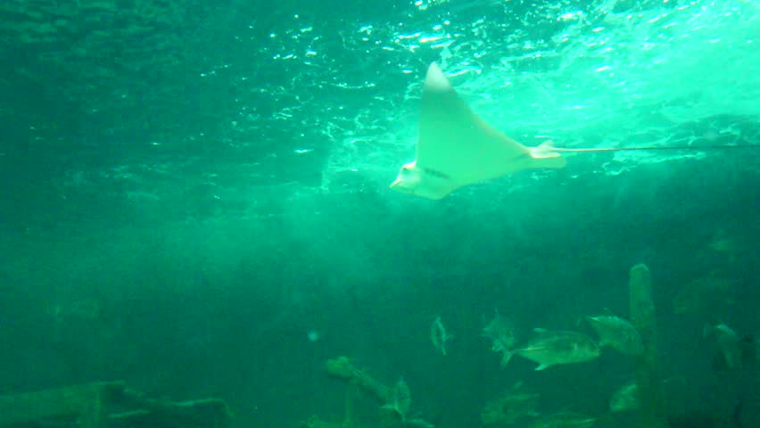 Stingray Sea Life Aquarium