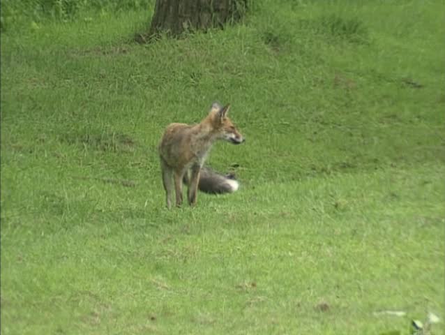 Red fox (vulpes vulpes) in field. The red fox is a solitary hunter.