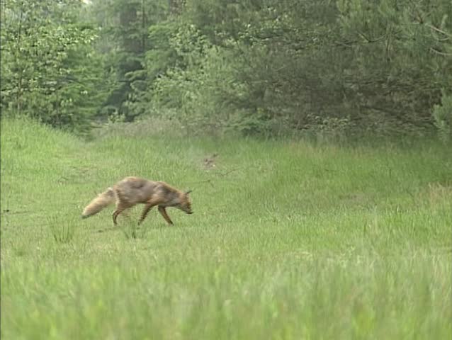 Red Fox in open open area at forest edge.