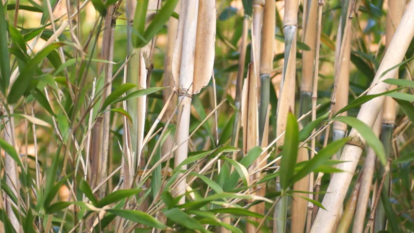 Background of bamboo in the wind