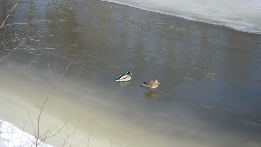 beautiful couple male and female of big duck bird (anas platyrhynchos) rest on winter river ice.