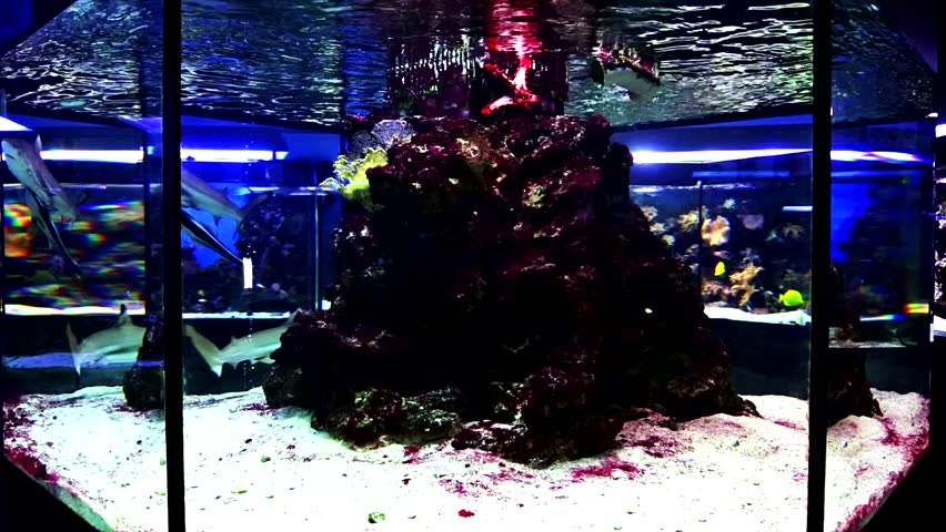 Two sharks with remora fish swim in a fishbowl