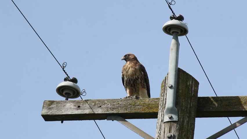 A Hawk sits on a telephone pole in a rural area looking for field mice/Large Wild Hawk/A Hawk surveys a nearby field looking for field mice. 