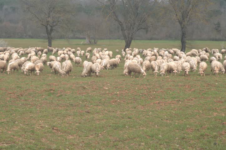 Flock of sheep on green meadow timelapse