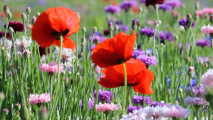Field of Wildflowers with poppies